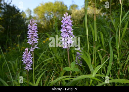 Pyramidale, duftende und beschmutzt Orchideen in der Nähe von Shoreham, Kent; bei Magpie Boden, weiß Hill und Fackenden in Otford/Shoreham SSSI Stockfoto