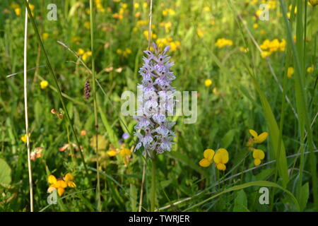 Pyramidale, duftende und beschmutzt Orchideen in der Nähe von Shoreham, Kent; bei Magpie Boden, weiß Hill und Fackenden in Otford/Shoreham SSSI Stockfoto