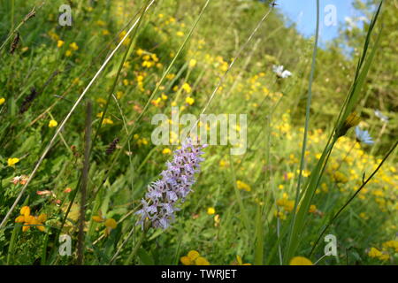 Pyramidale, duftende und beschmutzt Orchideen in der Nähe von Shoreham, Kent; bei Magpie Boden, weiß Hill und Fackenden in Otford/Shoreham SSSI Stockfoto