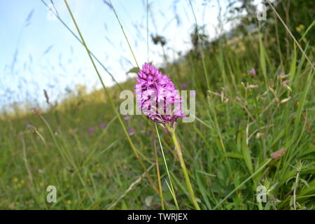 Pyramidale, duftende und beschmutzt Orchideen in der Nähe von Shoreham, Kent; bei Magpie Boden, weiß Hill und Fackenden in Otford/Shoreham SSSI Stockfoto