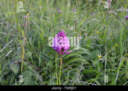 Pyramidale, duftende und beschmutzt Orchideen in der Nähe von Shoreham, Kent; bei Magpie Boden, weiß Hill und Fackenden in Otford/Shoreham SSSI Stockfoto