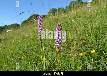 Pyramidale, duftende und beschmutzt Orchideen in der Nähe von Shoreham, Kent; bei Magpie Boden, weiß Hill und Fackenden in Otford/Shoreham SSSI Stockfoto