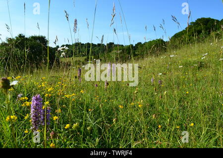 Pyramidale, duftende und beschmutzt Orchideen in der Nähe von Shoreham, Kent; bei Magpie Boden, weiß Hill und Fackenden in Otford/Shoreham SSSI Stockfoto