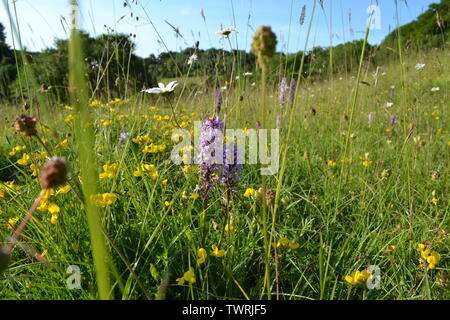 Pyramidale, duftende und beschmutzt Orchideen in der Nähe von Shoreham, Kent; bei Magpie Boden, weiß Hill und Fackenden in Otford/Shoreham SSSI Stockfoto