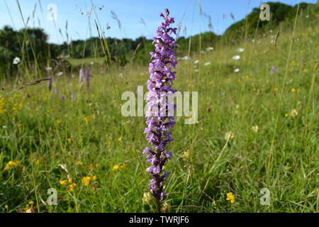 Pyramidale, duftende und beschmutzt Orchideen in der Nähe von Shoreham, Kent; bei Magpie Boden, weiß Hill und Fackenden in Otford/Shoreham SSSI Stockfoto