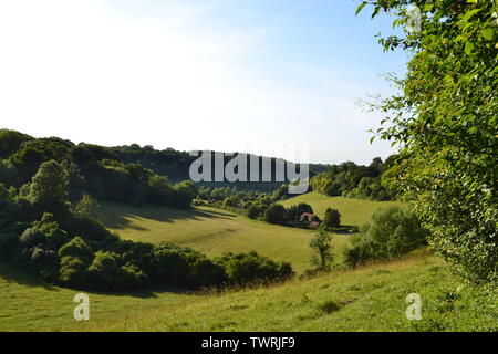 Magpie Unten, in der Nähe von Shoreham, Kent, ein rewilded SSSI in Kreide Grünland und Wälder in den North Downs, ein paar Meilen nördlich von Sevenoaks. Ende Juni, Sommer Stockfoto