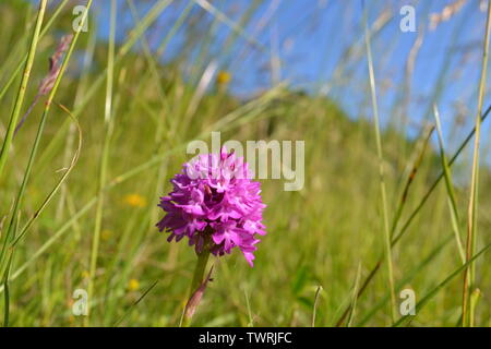 Pyramidale, duftende und beschmutzt Orchideen in der Nähe von Shoreham, Kent; bei Magpie Boden, weiß Hill und Fackenden in Otford/Shoreham SSSI Stockfoto