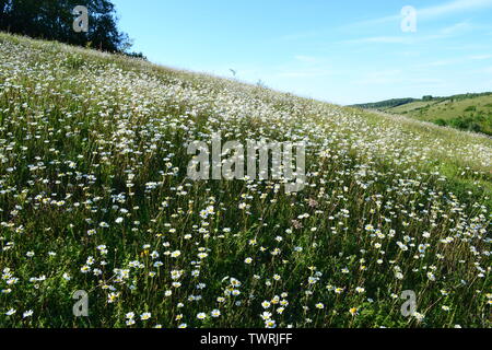 Margeriten auf einem Hügel in die North Downs, Kent, England. In Austin Frühjahr, Romney Street, in der Nähe Shoreham in der DARENT Tal Ende Juni. Stockfoto