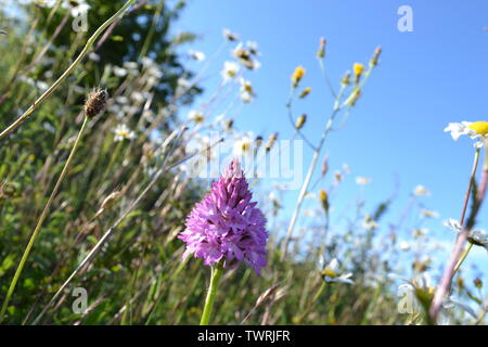 Pyramidale, duftende und beschmutzt Orchideen in der Nähe von Shoreham, Kent; bei Magpie Boden, weiß Hill und Fackenden in Otford/Shoreham SSSI Stockfoto