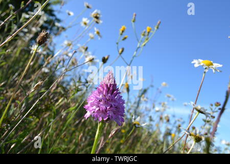 Pyramidale, duftende und beschmutzt Orchideen in der Nähe von Shoreham, Kent; bei Magpie Boden, weiß Hill und Fackenden in Otford/Shoreham SSSI Stockfoto