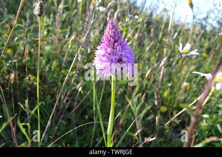 Pyramidale, duftende und beschmutzt Orchideen in der Nähe von Shoreham, Kent; bei Magpie Boden, weiß Hill und Fackenden in Otford/Shoreham SSSI Stockfoto