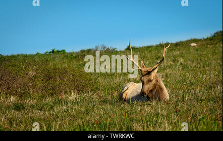 Nahaufnahme des schlafenden Mann Tule Elk bei sonnigen Nachmittag Stockfoto