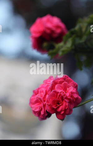 Schönes helles Rosa Blüten, die Kugel shapred. Auf diesem Foto sehen Sie auch einige Blätter und Stängel der Blume. Der Hintergrund ist ganz weich. Stockfoto