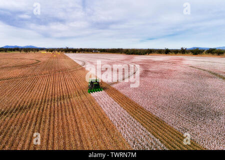 Flache angebauten landwirtschaftlichen Bereichen Australien unter Baumwolle pflanzen während der Ernte mit Mähdrescher Traktor Kommissionierung weißen Schnee Baumwolle Safe Stockfoto