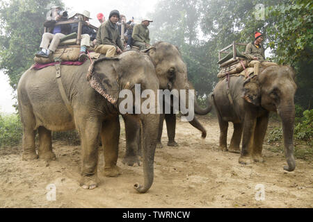 Touristen auf asiatische Elefanten, für Safari im Chitwan Nationalpark Nepal bereit Stockfoto