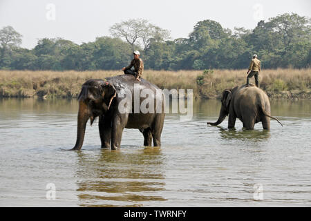 Mahouts auf DOMESTIZIERTEN asiatischen Elefanten trinken in Rapti River, Chitwan Nationalpark Nepal Stockfoto