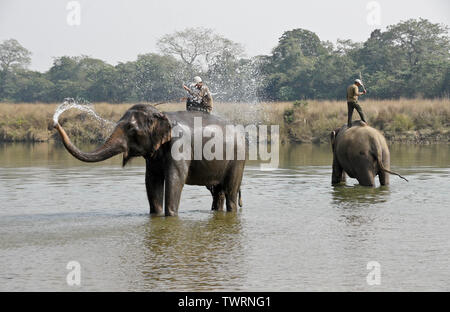 Mahouts auf DOMESTIZIERTEN asiatischen Elefanten in Rapti River, Chitwan Nationalpark Nepal Stockfoto