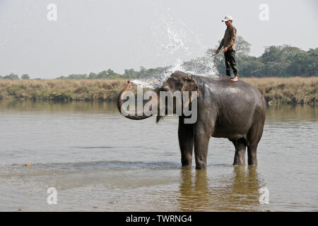 Mahout auf DOMESTIZIERTEN asiatischen Elefanten in Rapti River, Chitwan Nationalpark Nepal Stockfoto