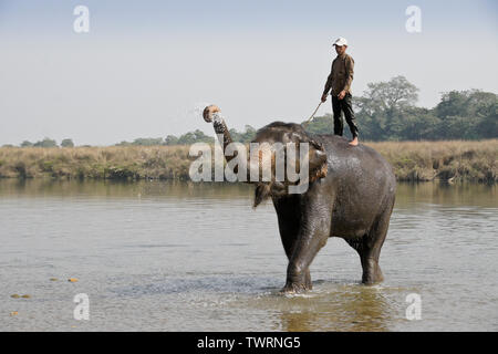 Mahout auf DOMESTIZIERTEN asiatischen Elefanten in Rapti River, Chitwan Nationalpark Nepal Stockfoto