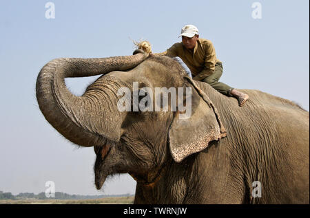 Mahout Fütterung Snack zu domestizierten Asiatischen Elefanten, Chitwan Nationalpark Nepal Stockfoto