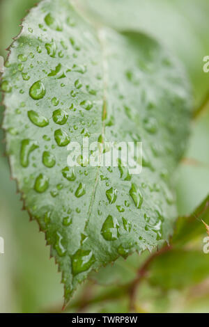 Grünes Blatt voller Regentropfen. Gleichzeitig sind groß, einige sind klein. Stockfoto