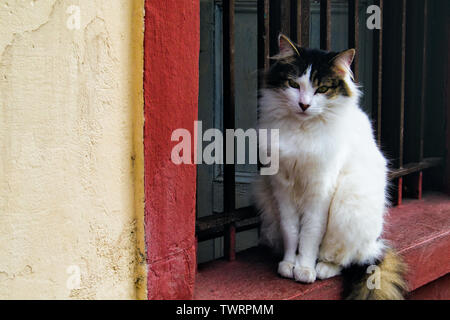 SANTIAGO, CHILE - Januar 2010: Eine weiße Katze auf dem Fensterrahmen Stockfoto