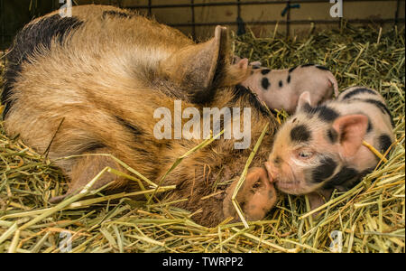 Kunekune Ferkel küssen Schnauze der Mutter. Kunekune, was bedeutet, dass "Dick und rund" in Maori, sind eine seltene Rasse von hausschwein aus Neuseeland. Stockfoto