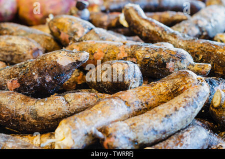 Yuca, Manihot esculenta, die gemeinhin als Yucca, aipim, Cassava, guacamota, casabe oder CASAVA, ist ein mehrjähriger Strauch der Familie Euphorbiaceae allgemein c Stockfoto