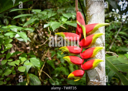 Heliconia Pflanzen in einen tropischen Regenwald in der Region von Peru Chanchamayo Stockfoto