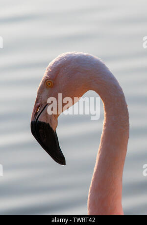 Anden Flamingo, (Phoenicoparrus andinus), (Captive), Santiago, Chile Stockfoto