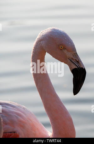 Anden Flamingo, (Phoenicoparrus andinus), (Captive), Santiago, Chile Stockfoto