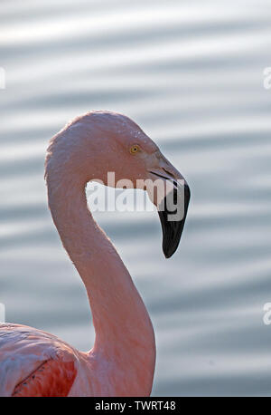 Anden Flamingo, (Phoenicoparrus andinus), (Captive), Santiago, Chile Stockfoto