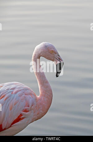 Anden Flamingo, (Phoenicoparrus andinus), (Captive), Santiago, Chile Stockfoto
