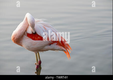Anden Flamingo, (Phoenicoparrus andinus), (Captive), Santiago, Chile Stockfoto