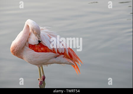 Anden Flamingo, (Phoenicoparrus andinus), (Captive), Santiago, Chile Stockfoto