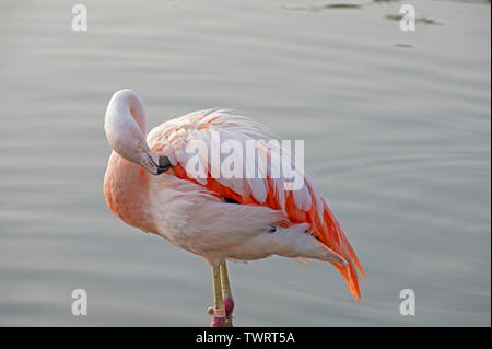 Anden Flamingo, (Phoenicoparrus andinus), (Captive), Santiago, Chile Stockfoto