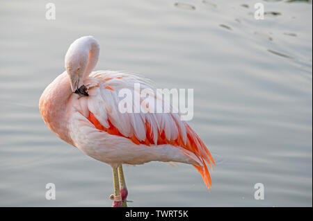 Anden Flamingo, (Phoenicoparrus andinus), (Captive), Santiago, Chile Stockfoto