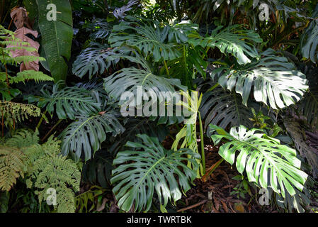 Monstera wachsende Pflanzen im tropischen Regenwald in der Region von Peru Chanchamayo Stockfoto