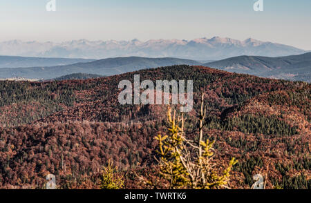 Gipfel der Tatra mit der nächsten niedrigeren Hügeln von bunten Wald von Veľká Rača Hill im Herbst Kysucke Beskydy Gebirge auf Slowakisch-pol Stockfoto