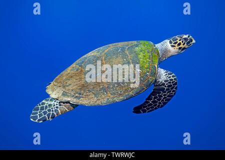 Karettschildkröte (Eretmochelys imbricata) Schwimmen im blauen Wasser, Marsa Alam, Ägypten Stockfoto