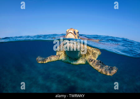 Grüne Meeresschildkröte (Chelonia mydas) Atmen an der Oberfläche, Split Image, über, unter, Marsa Alam, Ägypten Stockfoto