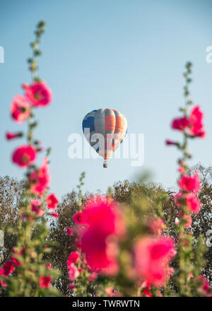 Bunte Ballons fliegen auf Blume Garten Stockfoto