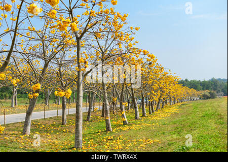 Cotton Tree, Gelb, Seide, Baumwolle, Butter Schale, Torchwood blühen auf grünes Feld in Park Stockfoto