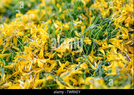 Close-up Ringelblume Blumen streuen auf grünem Gras Stockfoto