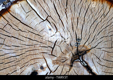 Textur stark gebrochene Holz alter Baumstumpf für Hintergrund. Stockfoto