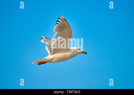 In blau Himmel Wolken Möwe. Möwe das Fliegen in blauer Himmel. Möwe das Fliegen in den Himmel. Möwe das fliegen himmel Stockfoto