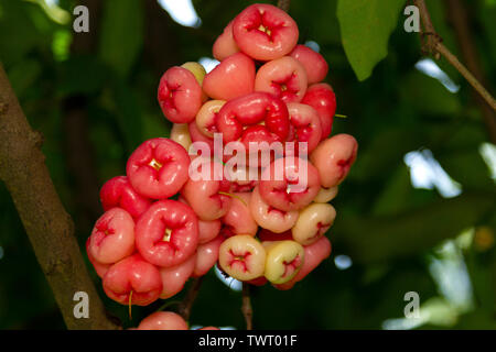 Rose Apple oder Jambu Wachs apple in China Stockfoto