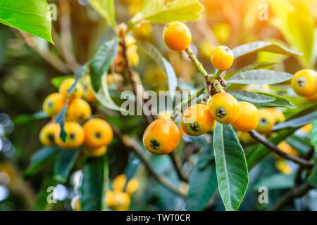 Reife Früchte loquat auf Baum im Garten Stockfoto