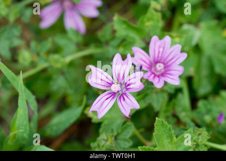 Malva Sylvestris, gemeinsame Malve Blumen closeup Stockfoto