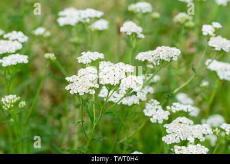 Schafgarbe Achillea millefolium weißen Blüten Nahaufnahme Stockfoto